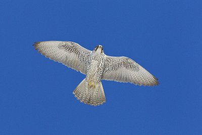 gyrfalcon 022012_MG_7539