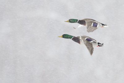 mallards 022512_MG_8693