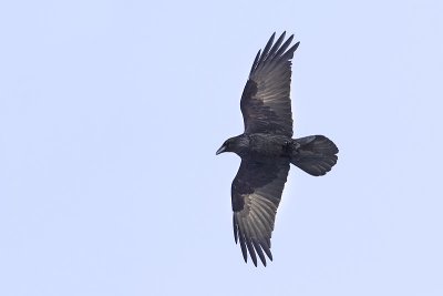 common raven 022612_MG_9403