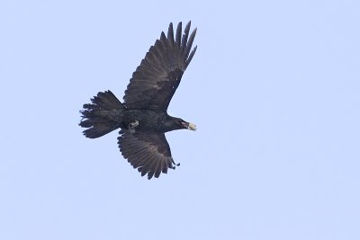 common raven 022612_MG_9347