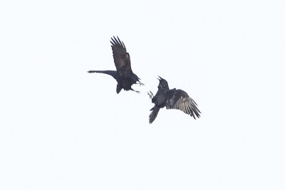 common ravens 022612_MG_9414