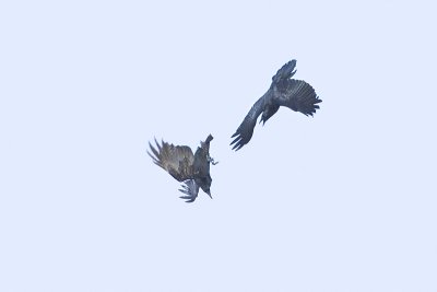 common ravens 022612_MG_9467