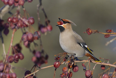 bohemian waxwing 030112_MG_0418