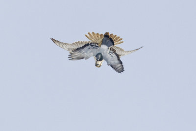 prairie falcon with pigeon 022912_MG_0072