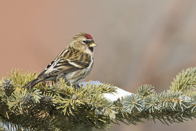 common redpoll 030212_MG_1041