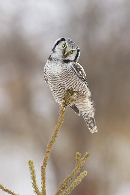 northern hawk owl 030312_MG_1275