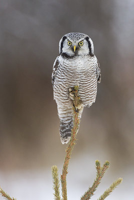 northern hawk owl 030312_MG_1405