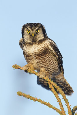 northern hawk owl 030312_MG_1502