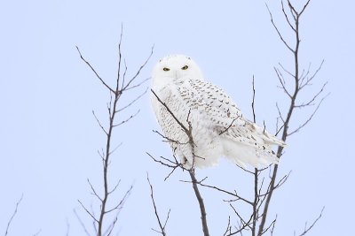 snowy owl 030412_MG_1770