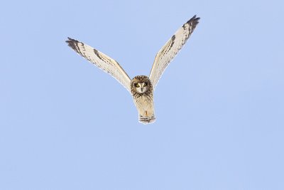 short-eared owl 030912_MG_2036