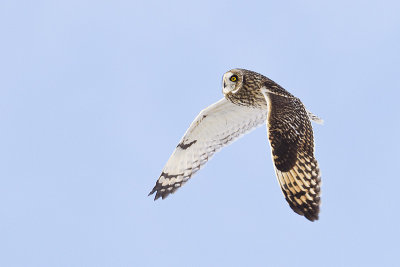 short-eared owl 030912_MG_2096