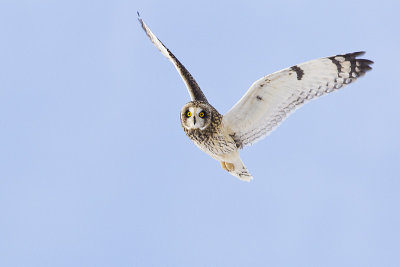 short-eared owl 030912_MG_2104