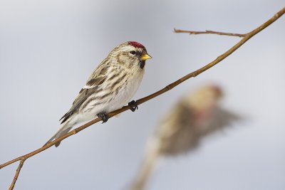 common redpoll 031112_MG_2301