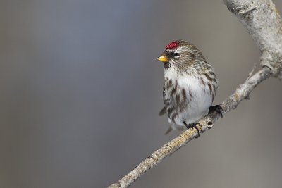 common redpoll 031112_MG_2652