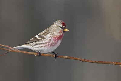 common redpoll 031112_MG_3044