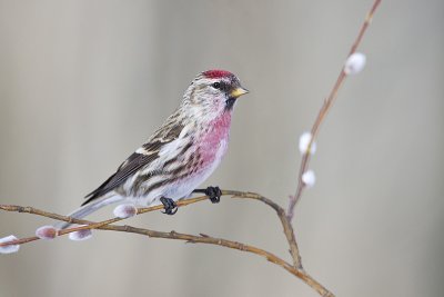 common redpoll 031112_MG_3436