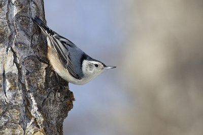 white-breasted nuthatch 031112_MG_2877