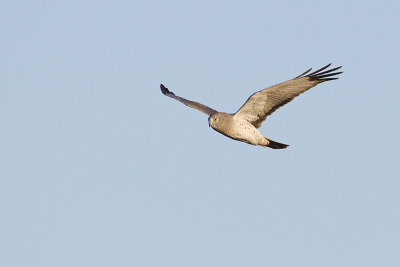 northern harrier 031412_MG_3506