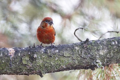 red crossbill 031812_MG_3535