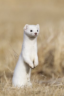 long-tailed weasel 032112_MG_3763