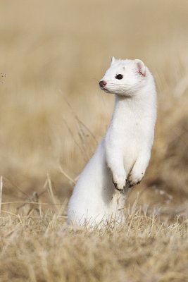 long-tailed weasel 032112_MG_3748