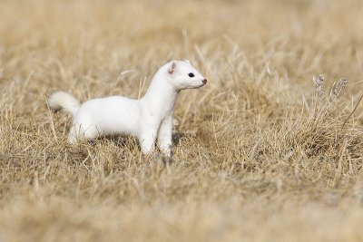 long-tailed weasel 032112_MG_3716