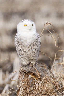 snowy owl 032612_MG_4637