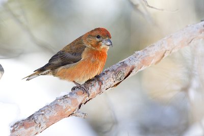 red crossbill 032412_MG_4291