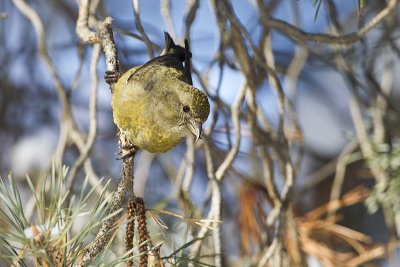 red crossbill 032412_MG_4147