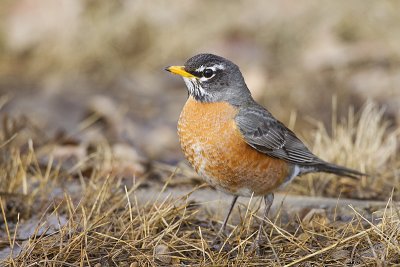 american robin 032812_MG_5028
