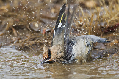 bohemian waxwing 032812_MG_4865
