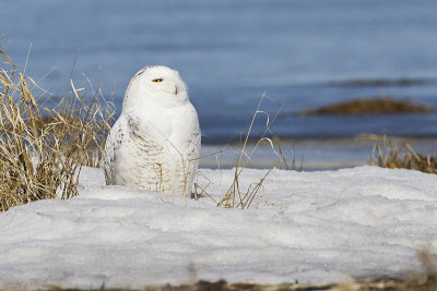 snowy owl 033112_MG_6571