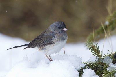 dark-eyed junco 040512_MG_7315