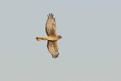 northern harrier 040212_MG_7083