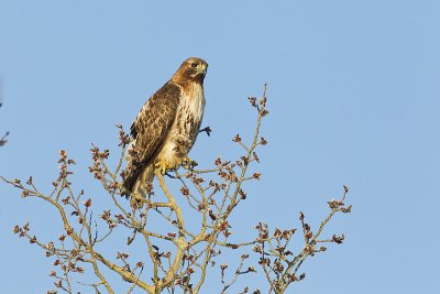 red-tailed hawk 040512_MG_7385