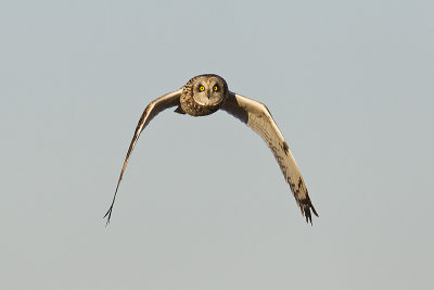 short-eared owl 040212_MG_7118