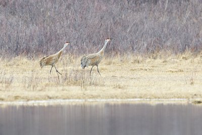 sandhill cranes 040612_MG_7531