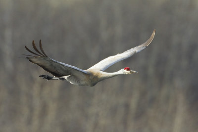 sandhill crane 040712_MG_8231