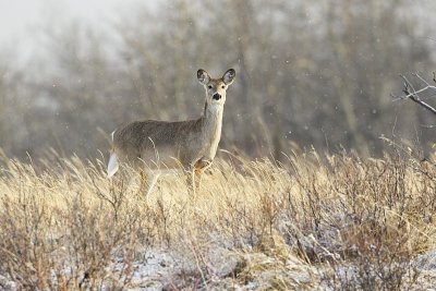 white-tailed deer 040712_MG_9397