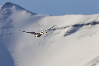 trumpeter swan 040812_MG_0163