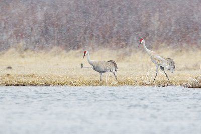 sandhill cranes 040712_MG_8422