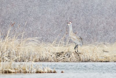 sandhill cranes 040712_MG_8438