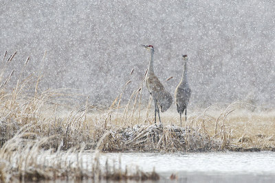 sandhill cranes 040712_MG_9133