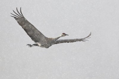 sandhill crane 040712_MG_9224