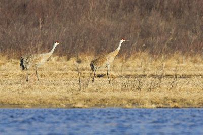 sandhill cranes 040812_MG_9864