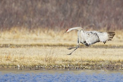 sandhill crane 040812_MG_2058