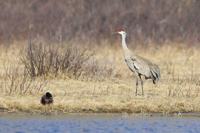 sandhill crane 040812_MG_1951
