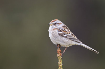 american tree sparrow _MG_4844