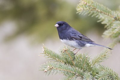 dark-eyed junco _MG_4495