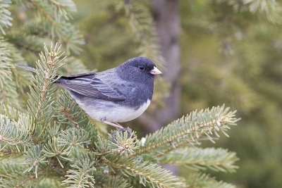 dark-eyed junco _MG_4732